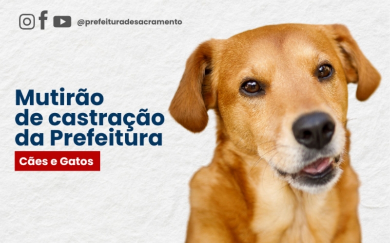 Prefeitura realiza mutirão de castração de cães e gatos
